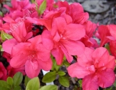 Azalia japońska 'Canzonetta'