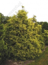 Cyprysik groszkowy 'Filifera Aurea Nana' 