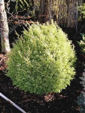 Cyprysik groszkowy 'Rogersi' 