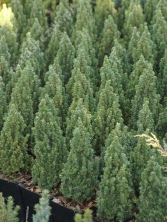 Świerk biały 'Piccolo' 