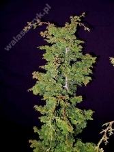 Cyprysik tępołuskowy 'Suiroya - Hiba' 