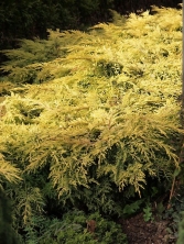 Jałowiec pośredni 'Saybrook Gold' 