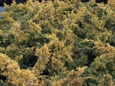 Jałowiec chiński 'Plumosa Aurea' 