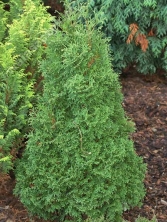 Żywotnik zachodni 'Maja' 