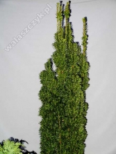 Cis pospolity 'Wojtek' 