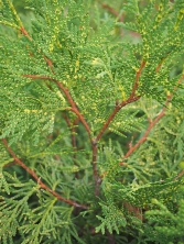 Żywotnik zachodni 'Perk Vlaanderen'