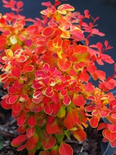 Berberys Thunberga 'Desperados' ®