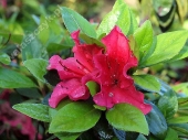 Azalia japońska 'Vuyk’s Scarlet' 