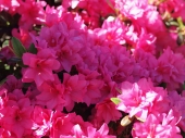 Azalea japonica 'Melina' 