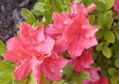 Azalea japonica 'Geisha Orange' 