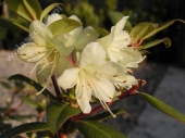 Rhododendron hanceanum 'Princess Anne' 