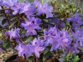 Rhododendron x 'Blumiria' 