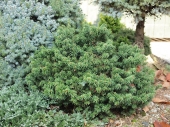 Abies balsamea 'Nana' 
