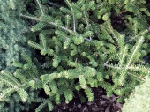 Abies koreana 'Oberon' 