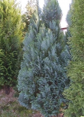 Chamaecyparis lawsoniana 'Alumii' 