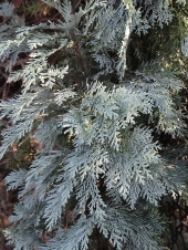 Chamaecyparis lawsoniana 'Pembury Blue' 