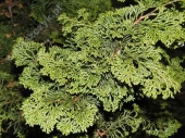 Chamaecyparis obtusa 'Gracilis' 
