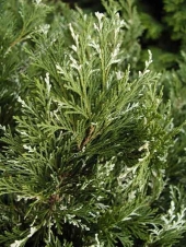Chamaecyparis lawsoniana 'Albovariegata' 