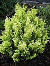 Chamaecyparis pisifera 'Minima Aurea' 