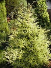 Chamaecyparis pisifera 'Squarrosa Aurea Nana' 