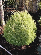 Chamaecyparis pisifera 'Rogersi' 