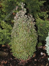 Chamaecyparis thyoides 'Rubicon' 