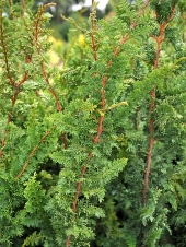 Chamaecyparis obtusa 'Filicoides' 