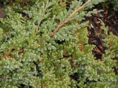 Juniperus procumbens 'procumbens' 