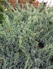 Juniperus squamata 'Meyeri' 