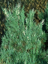 Juniperus chinensis 'Stricta Variegata' 
