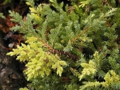 Juniperus davurica 'Expansa Aureovariegata' 