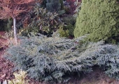 Juniperus squamata 'Blue Carpet' 
