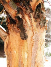 Metasequoia glyptostroboides  '' 