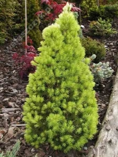 Picea glauca 'Daisy's White' 