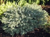 Picea mariana 'Nana' 
