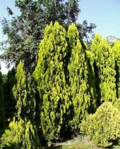 Thuja orientalis 'Fastigiata Aurea' 