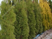 Thuja occidentalis 'Columna' 