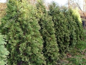 Thuja occidentalis 'Wareana' 