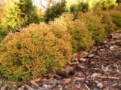 Thuja occidentalis 'Cloth of Gold' 