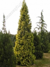 Thuja occidentalis 'Aurescens' 