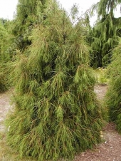 Thuja occidentalis 'Filiformis' 