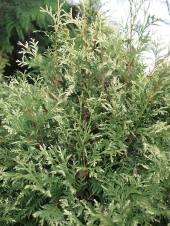 Thuja occidentalis 'Litomyšl' 