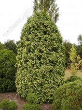 Thuja occidentalis 'Wareana Lutea' 