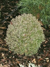 Thuja occidentalis 'Teddy' 