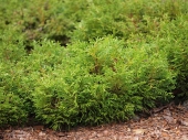 Thujopsis dolobrata 'Hondai' 