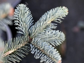 Abies lasiocarpa 'Arizonica' 