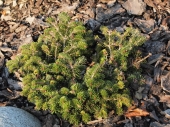 Abies lasiocarpa 'Munsterland' 