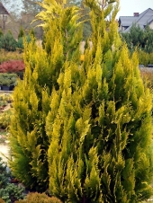 Chamaecyparis lawsoniana 'Ivonne' 
