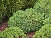 Chamaecyparis pisifera 'Hime-Savara' 