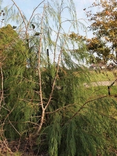 Chamaecyparis lawsoniana 'Waterfall' 
